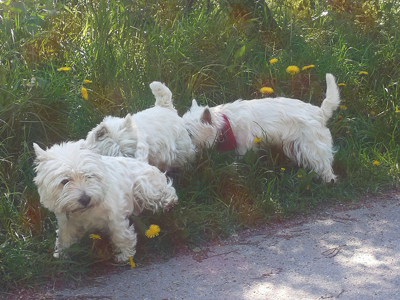 Agility29maj01