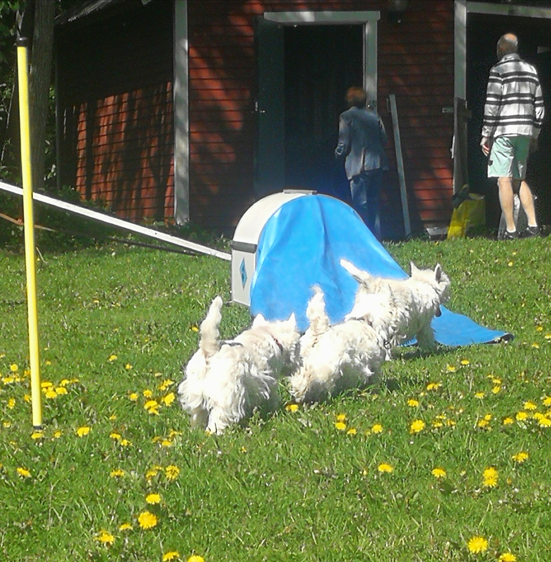 Agility29maj09