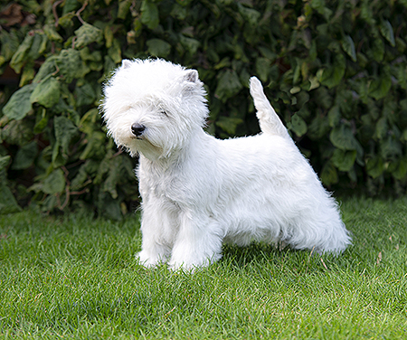Daisy