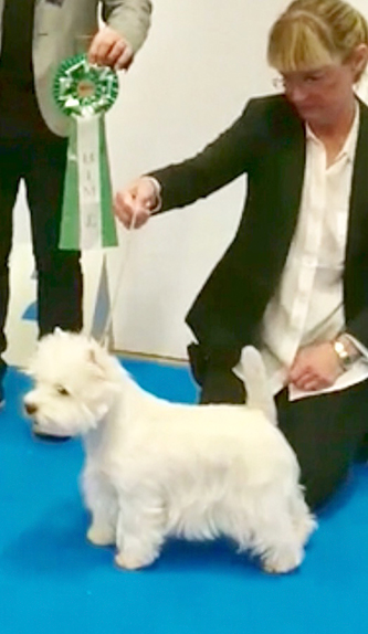 BIM Mydog dag1 new
