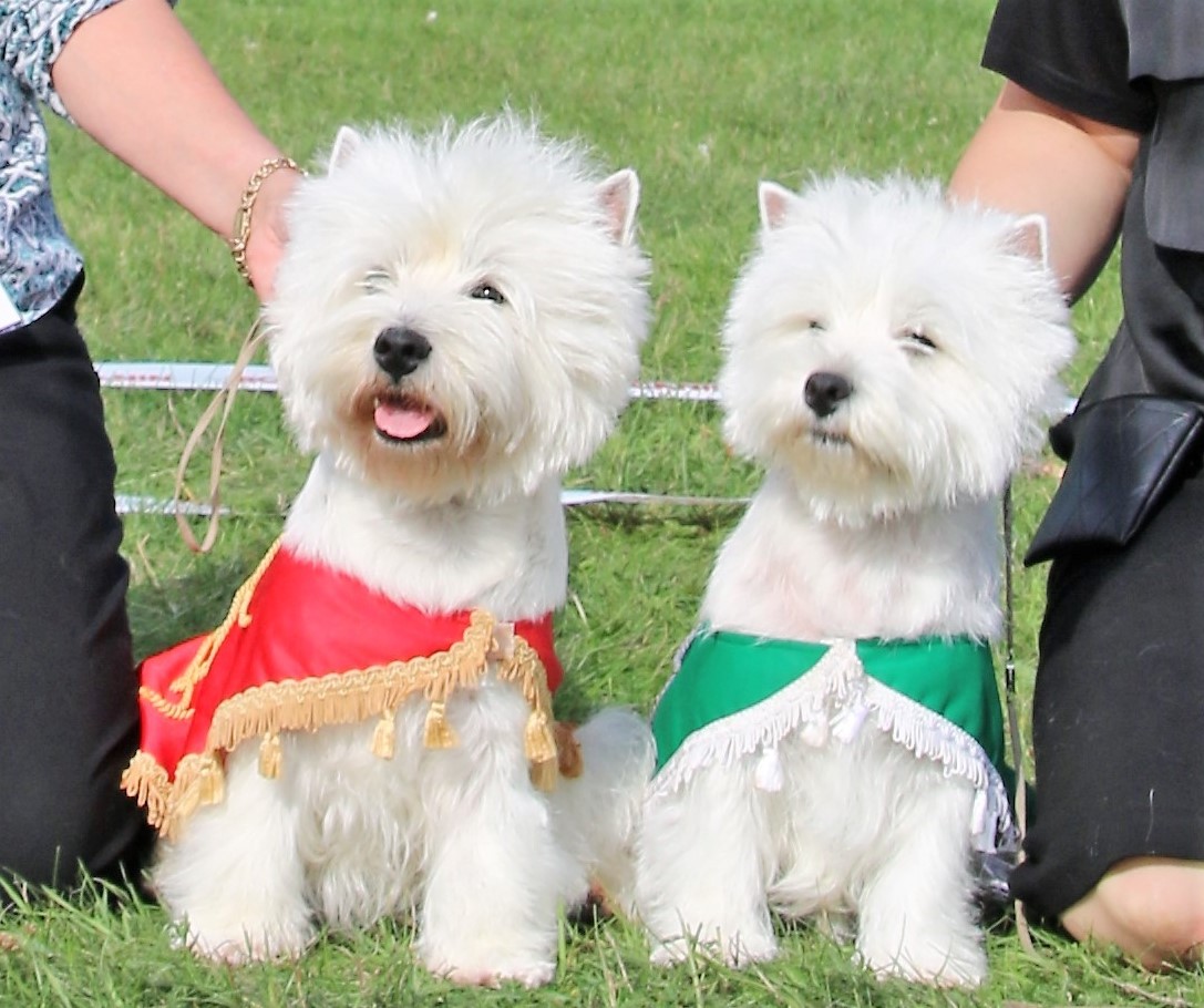 stWestie 2018 09 09 BIS Tweed Tea Time BIM Tweed Timely IMG 4336 copy