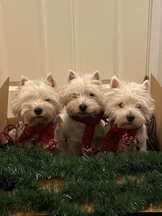 Trio