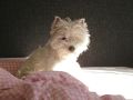 waonbed