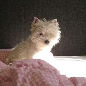 waonbed