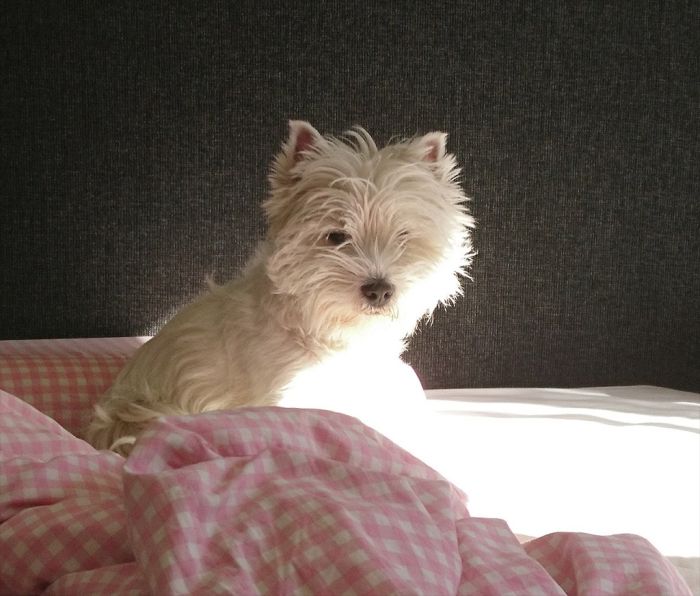 waonbed