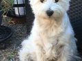 wilma4r